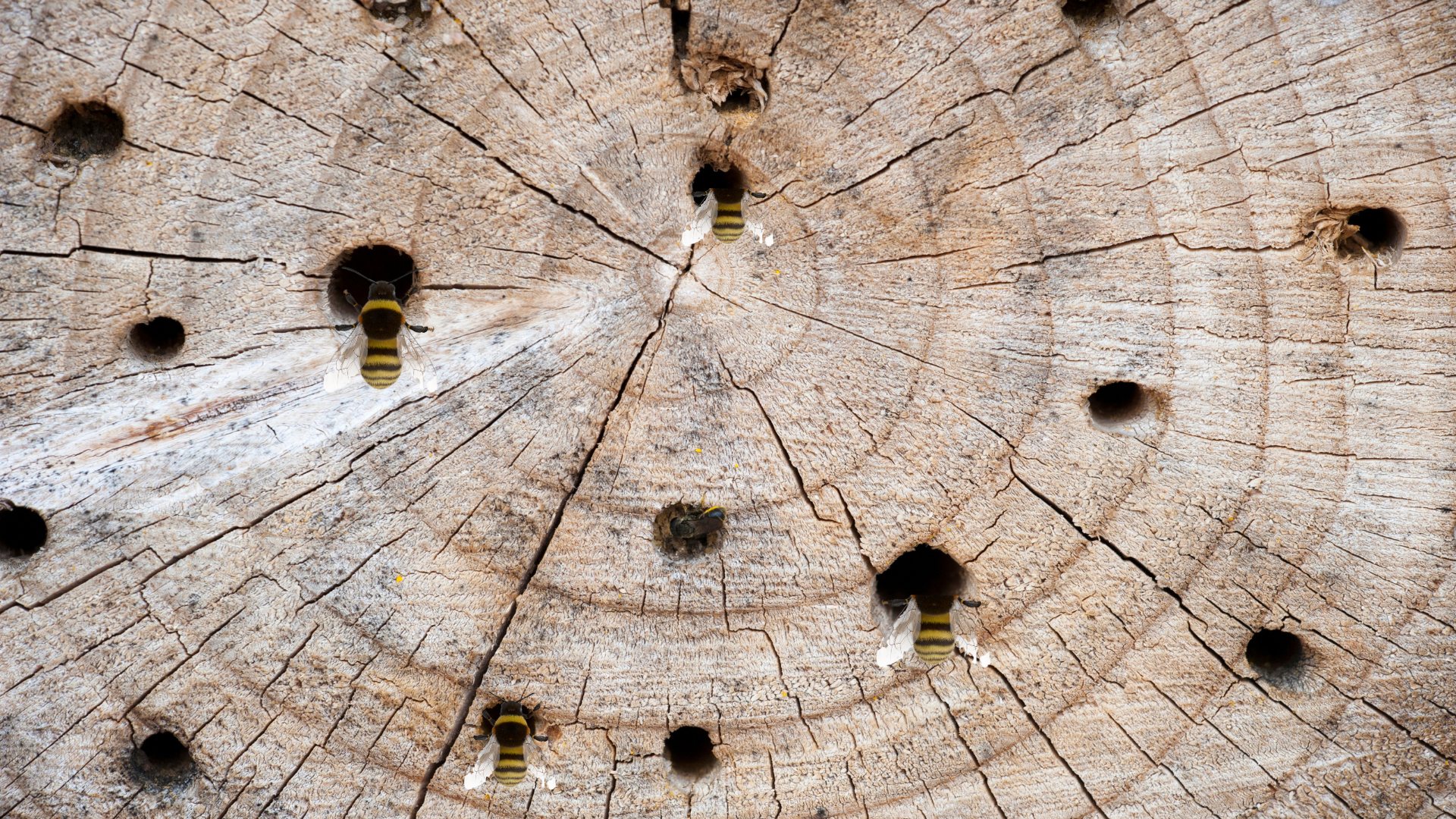 The Bee Hole Phenomenon in Burma Teak: A Unique Feature