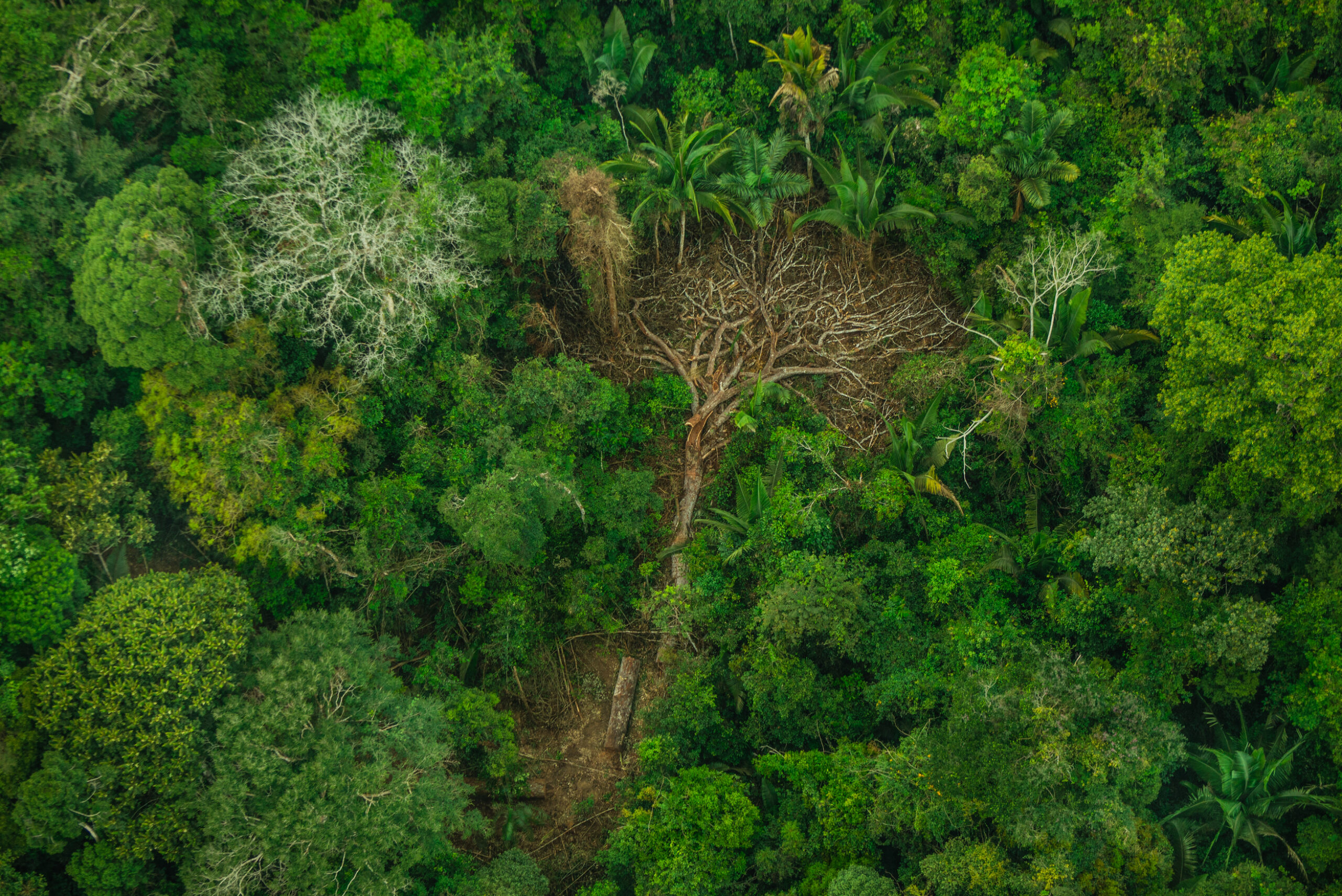 The destruction of the rainforest is a huge threat to the existence of the Karipuna indigenous people, since the forest is a life giving force for the community.
The Karipuna Indigenous Land, located in the municipalities of Nova Mamoré and Porto Velho, in Rondônia state, has been rapidly destroyed by the ostensive invasion of loggers and grileiros (land grabbers). Although it was recognized as an Indigenous Land by Brazilian government in 1988, over 11,000 hectares of the Amazon forest have already been destroyed; 80% in the last three years alone. Even the sale of lots has been carried out by the invaders. The Karipuna are a indigenous people of recent contact with surrounding society, and were almost extinct in the 1970s. Currently, the Karipuna population totals 58 people.
A destruição da floresta é uma enorme ameaça à existência do povo Karipuna, já que a própria floresta é uma força vital para a comunidade.
A Terra Indígena Karipuna, localizada nos municípios de Nova Mamoré e Porto Velho (RO), vem sendo rapidamente destruída pela ostensiva invasão de madeireiros e grileiros. Apesar de ter sido homologada pela Presidência da República em 1988, mais de 11 mil hectares de floresta amazônica já foram destruídos, sendo 80% apenas nos últimos três anos. Até mesmo a venda de lotes vem sendo realizada pelos invasores. Povo de recente contato com a sociedade envolvente, os Karipuna quase foram extintos na década de 1970. Atualmente, a população Karipuna totaliza 58 pessoas.